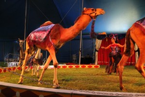 Walker Brothers Circus, Lehighton, 6-22-2014 (159)