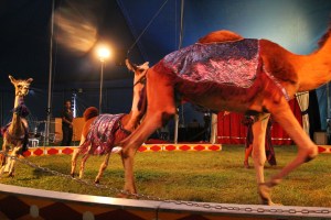 Walker Brothers Circus, Lehighton, 6-22-2014 (161)