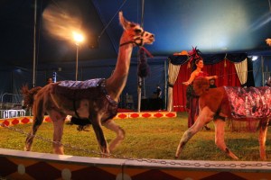 Walker Brothers Circus, Lehighton, 6-22-2014 (162)