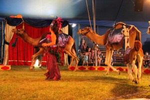 Walker Brothers Circus, Lehighton, 6-22-2014 (164)