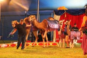 Walker Brothers Circus, Lehighton, 6-22-2014 (179)