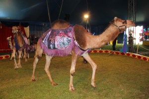 Walker Brothers Circus, Lehighton, 6-22-2014 (83)