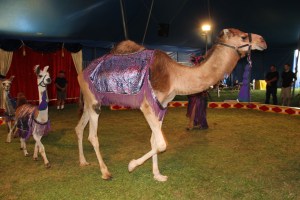 Walker Brothers Circus, Lehighton, 6-22-2014 (84)
