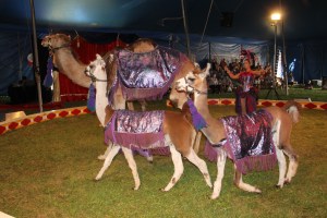 Walker Brothers Circus, Lehighton, 6-22-2014 (88)