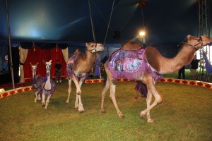 Walker Brothers Circus, Lehighton, 6-22-2014 (89)