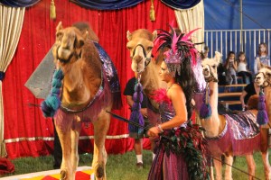 Walker Brothers Circus, Lehighton, 6-22-2014 (94)