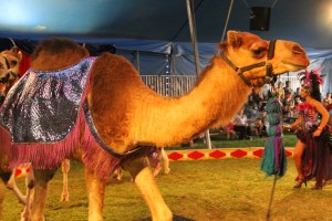 Walker Brothers Circus, Lehighton, 6-22-2014 (97)