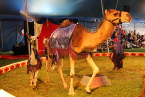 Walker Brothers Circus, Lehighton, 6-22-2014 (98)