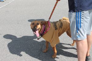 Zoostock 5K Run, Walk, from John Martino, Lansford, 5-31-2014 (14)