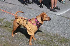 Zoostock 5K Run, Walk, from John Martino, Lansford, 5-31-2014 (24)