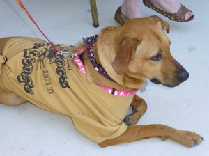 Zoostock 5K Run, Walk, The Sports Zoo, Lansford, 5-31-2014 (69)