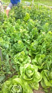 Photo from the Lansford Community Garden Facebook page.