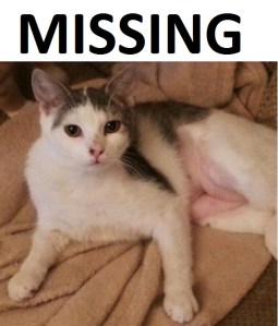 Catsby w MISSING