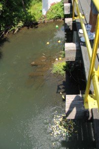 Duck Race, New Ringgold Fire Company, New Ringgold, 7-26-2014 (16)