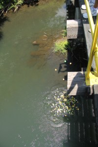 Duck Race, New Ringgold Fire Company, New Ringgold, 7-26-2014 (17)