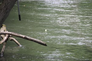 Duck Race, New Ringgold Fire Company, New Ringgold, 7-26-2014 (27)