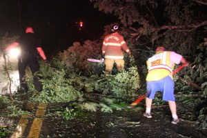 Fallen Tree, intersection of Holly Road, Pine Creek Drive, Barnesville, 7-14-2014 (16)