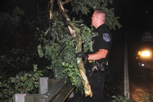 Fallen Tree, intersection of Holly Road, Pine Creek Drive, Barnesville, 7-14-2014 (20)