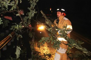 Fallen Tree, intersection of Holly Road, Pine Creek Drive, Barnesville, 7-14-2014 (21)