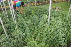 Lettuce, Vegetable Picking, Kids Activities, Lansford Community Garden, Lansford, 7-28-2014 (18)