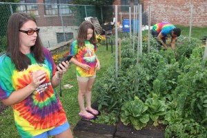Lettuce, Vegetable Picking, Kids Activities, Lansford Community Garden, Lansford, 7-28-2014 (19)
