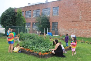 Lettuce, Vegetable Picking, Kids Activities, Lansford Community Garden, Lansford, 7-28-2014 (2)