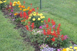Lettuce, Vegetable Picking, Kids Activities, Lansford Community Garden, Lansford, 7-28-2014 (20)