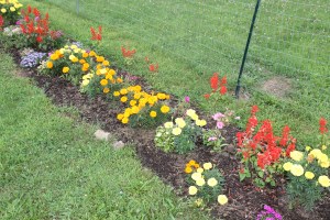 Lettuce, Vegetable Picking, Kids Activities, Lansford Community Garden, Lansford, 7-28-2014 (21)