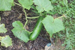 Lettuce, Vegetable Picking, Kids Activities, Lansford Community Garden, Lansford, 7-28-2014 (22)
