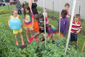 Lettuce, Vegetable Picking, Kids Activities, Lansford Community Garden, Lansford, 7-28-2014 (24)