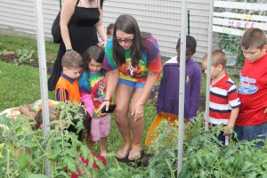 Lettuce, Vegetable Picking, Kids Activities, Lansford Community Garden, Lansford, 7-28-2014 (25)
