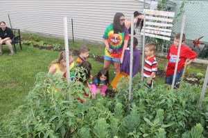 Lettuce, Vegetable Picking, Kids Activities, Lansford Community Garden, Lansford, 7-28-2014 (26)