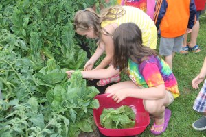Lettuce, Vegetable Picking, Kids Activities, Lansford Community Garden, Lansford, 7-28-2014 (27)