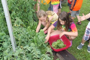 Lettuce, Vegetable Picking, Kids Activities, Lansford Community Garden, Lansford, 7-28-2014 (28)