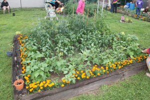 Lettuce, Vegetable Picking, Kids Activities, Lansford Community Garden, Lansford, 7-28-2014 (29)