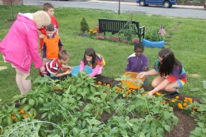 Lettuce, Vegetable Picking, Kids Activities, Lansford Community Garden, Lansford, 7-28-2014 (34)