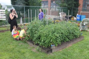 Lettuce, Vegetable Picking, Kids Activities, Lansford Community Garden, Lansford, 7-28-2014 (35)