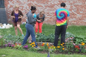 Lettuce, Vegetable Picking, Kids Activities, Lansford Community Garden, Lansford, 7-28-2014 (36)