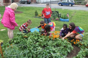 Lettuce, Vegetable Picking, Kids Activities, Lansford Community Garden, Lansford, 7-28-2014 (37)
