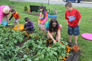 Lettuce, Vegetable Picking, Kids Activities, Lansford Community Garden, Lansford, 7-28-2014 (40)