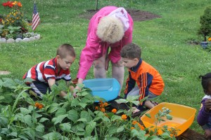 Lettuce, Vegetable Picking, Kids Activities, Lansford Community Garden, Lansford, 7-28-2014 (42)