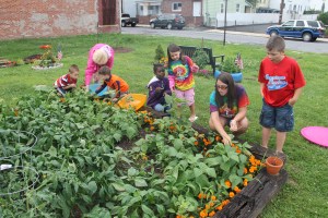 Lettuce, Vegetable Picking, Kids Activities, Lansford Community Garden, Lansford, 7-28-2014 (43)