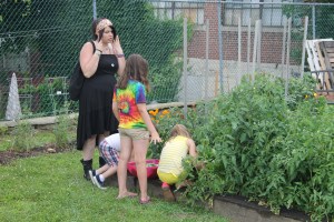 Lettuce, Vegetable Picking, Kids Activities, Lansford Community Garden, Lansford, 7-28-2014 (44)