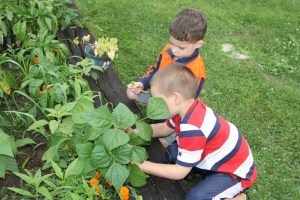 Lettuce, Vegetable Picking, Kids Activities, Lansford Community Garden, Lansford, 7-28-2014 (47)