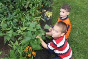 Lettuce, Vegetable Picking, Kids Activities, Lansford Community Garden, Lansford, 7-28-2014 (48)
