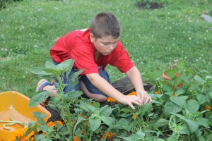 Lettuce, Vegetable Picking, Kids Activities, Lansford Community Garden, Lansford, 7-28-2014 (49)