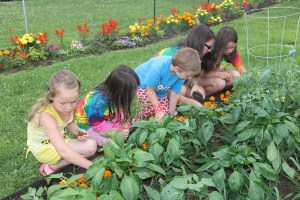 Lettuce, Vegetable Picking, Kids Activities, Lansford Community Garden, Lansford, 7-28-2014 (5)