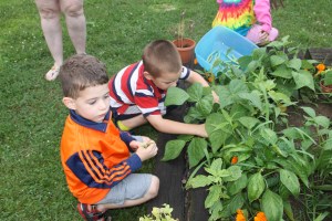 Lettuce, Vegetable Picking, Kids Activities, Lansford Community Garden, Lansford, 7-28-2014 (50)