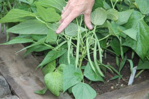 Lettuce, Vegetable Picking, Kids Activities, Lansford Community Garden, Lansford, 7-28-2014 (51)