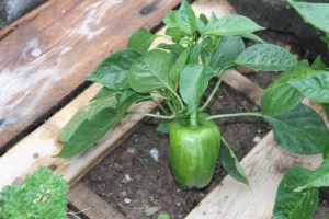 Lettuce, Vegetable Picking, Kids Activities, Lansford Community Garden, Lansford, 7-28-2014 (52)